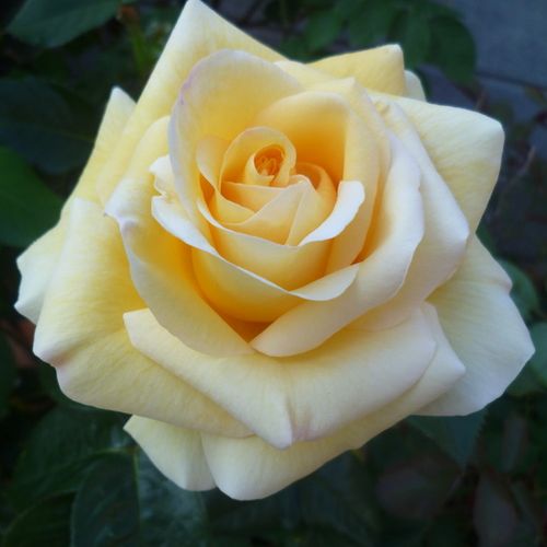 Rosa Raffaello® - galben - Trandafir copac cu trunchi înalt - cu flori în buchet - coroană tufiș